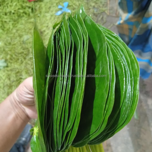 Productos de Exportación: Hoja de Betel Fresca, Hoja de Paan Verde Natural, Calidad de Exportación, Seis Estaciones, Agro Bangladesh, Suministro al por Mayor a Granel - Product Image 5