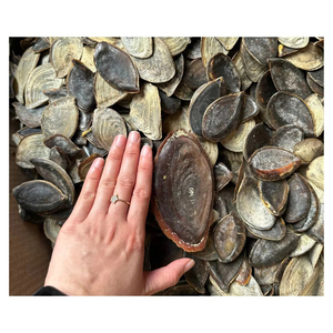 Coquilles d'opercules naturelles pour remplissages décoratifs, artisanat fait main et projets de design créatif - Product Image 6