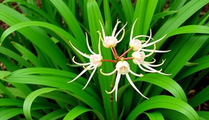 Best Selling Crinum Latifolium Powder Natural Herbal <b>Raw</b> <b>Material</b> Fine Powder Bulk <b>Packaging</b> Export Quality - Product Image 4