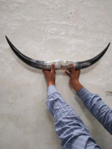 Grand cornes à boire viking en corne de buffle de 12 pouces, écologiques et en matériaux organiques, provenant d'Inde, disponibles en gros - Product Image 6