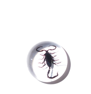 Cabujón de Plástico con Espécimen Real de Escorpión Negro, Redondo, 19x19 mm, Base Plana Transparente, para Manualidades y Joyería - Product Image 4