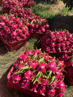 Exportkwaliteit VIETFAP ODM/OEM Witte Drakenvrucht 100% Natuurlijk Versgevroren Binh Thuan Vietnam 30-40 Dagen Houdbaarheid