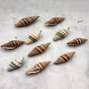 Conchas marinas naturales para decoración de acuarios, de gran calidad, limpias, en oferta al por mayor. - Product Image 2