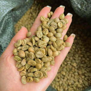 เมล็ดกาแฟโรบัสต้าเขียวคุณภาพพิเศษ 100% จากธรรมชาติ ขนาด 16, ได้รับการรับรองจาก USDA, ความเสียหายและสีดำ 0.1% เท่านั้น, ผู้จัดจำหน่ายโดยตรงจากเวียดนาม - Product Image 1