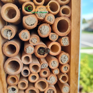 ECO2GO VIETNAM Tubo de Bambú Natural para Abejas, Material Hueco para Nidos, Hotel para Abejas y Casa para Insectos de Jardín al Aire Libre - Product Image 4