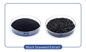 Polvere di Estratto di Alghe Nere <span class=keywords><strong>Naturali</strong></span> ad Alto Contenuto di Estratto Marino, Fertilizzante Vegetale <span class=keywords><strong>per</strong></span> la Promozione della Crescita di Frutta e Verdura - Product Image 5
