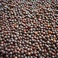 Graines de colza biologiques séchées d'origine indienne, approvisionnement agricole en vrac, CRADLE of LIFE, durée de conservation de 24 mois pour l'huile de cuisson