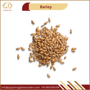 Semillas de Cebada Orgánica Secas para Alimentación de Ganado y Ovejas, Utilizadas para Cultivar Malta de Cebada y Germinar Brotes - Product Image 5