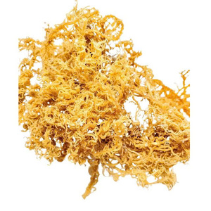 Matière première d'algues marines en gros : Eucheuma Cottonii séché, algues naturelles, prix de gros pour les fabricants, offre exceptionnelle - Product Image 4