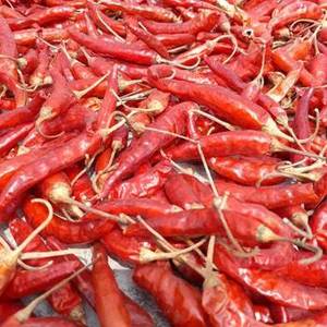 พริกแห้งอินเดียสีแดงสดใหม่ คุณภาพดี สีสันสดใส รสชาติแบบดั้งเดิมของเครื่องเทศอินเดีย เหมาะสำหรับการซื้อขายส่งระหว่างประเทศ - Product Image 5