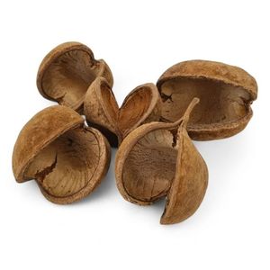 Vainas de Buda Secas Naturales (PEQUEÑAS) para Acuarios y Peceras - Product Image 6