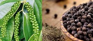 Pimienta Verde y Pimienta Negra de Alta Calidad – Granos de Pimienta Frescos y Secos, Precio Competitivo // Mr.Tom - Product Image 4