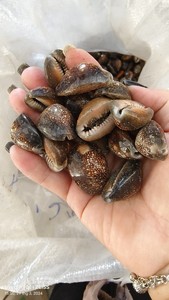 Natural Style Cowrie Shell for Decoration and DIY Crafts with Wholesale Pricing and Bulk Supply - Product Image 6