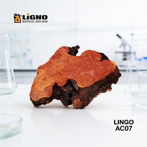 ผงเห็ดแอนโตรเดีย แคมฟอร์ราตา ไลโน่ ไบโอเทค LiGNO AC07 บำรุงผิวสวยเปล่งปลั่ง เสริมสร้างความมีชีวิตชีวา รับผลิตแบบ OEM/ODM ด้วยวิธีการสกัดเย็น - Product Image 1
