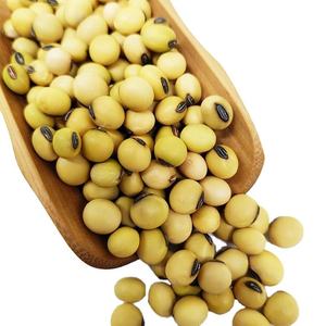 Premium Fresh Harvest Non-GMO <b>Soybeans</b> Bulk Order - Product Image 1