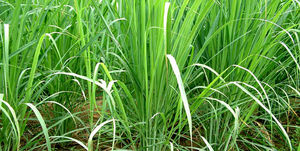 Aceite de limoncillo fresco puro y natural 100% de calidad superior más vendido para exportación desde la India, proveedor y fabricante a granel - Product Image 5