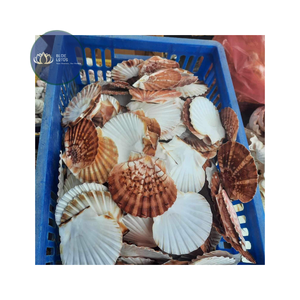 [DISPONIBLE] |   Petites coquilles de crabe ermite jaunes, blanches, vertes, argentées pour la décoration intérieure, fournitures en gros du Vietnam - Product Image 1