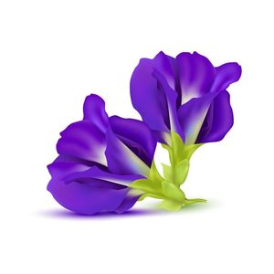 Flores de Mariposa Secas a Granel Estándar, Pétalos Azules Naturales, Té Herbal Orgánico Adelgazante, Procesamiento de Bebidas, Venta al por Mayor, Vietnam - Product Image 6