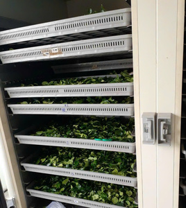 Hojas de Limón Kaffir Frescas Premium 100% Naturales, Grado Alimenticio, Venta al por Mayor, OEM, Marca Privada, Proveedor de Vietnam, 12 Meses de Vida Útil - Product Image 3