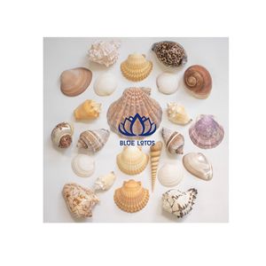 Artisanat en coquillages naturels très demandé |   Cadre de miroir en coquillages artisanal et écologique pour hôtel - Product Image 1