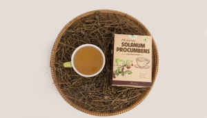 Tisane de Solanum Procumbens Qualité Supérieure 2g par Sachet Vietnam Soutient la Détoxification Réduit les Enzymes Hépatiques Protège le Foie - Product Image 6