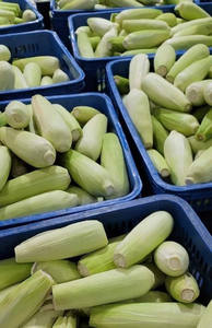 Maíz dorado dulce de Vietnam/IQF congelado/alta calidad al mejor precio - Product Image 5