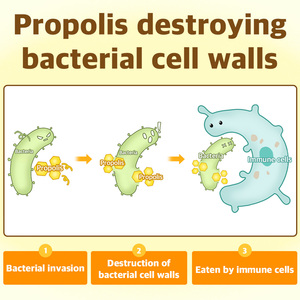 DR.BY POLI gomme dentaire à mâcher fonctionnelle pour chiens mauvaise haleine élimination de la plaque de tartre brossage quotidien des dents suppléments de soins de santé pour animaux de compagnie - Product Image 3