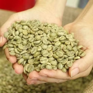 Granos de Café Verde Arábica Orgánico S18 Vietnam Grado AA+ 98% Maduros Certificados por el USDA Negros Partidos 0.1% Marca TNFOOD Exportación a Granel - Product Image 1