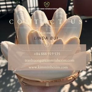 Hueso de Sepia Seco para Alimentación Animal y Suplemento de Calcio - Product Image 6