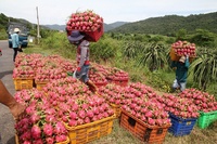 [Nieuwe 2025] Binh Thuan Rood Vel Rood Vlees Dragon Fruit Globalgap Standaard Zoete Sappige Smaak Voor Groothandelsimporteurs