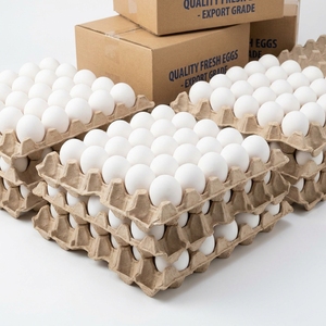Œufs de poulet de première qualité, œufs de volaille frais pour supermarchés, épiceries et distribution en gros à l'exportation - Product Image 6
