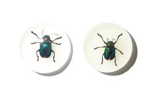 Escarabajo de Hoja Brillante, Espécimen Real, Cabujón de Plástico Redondo de 25x25 mm, Base Plana Brillante para Manualidades y Joyería - Product Image 2