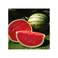 Premium verse rode watermeloen, natuurlijk zoet en sappig fruit, kwaliteit A voor groothandel en export.