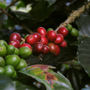 Suministro B2B de Granos de Café Robusta Crudos de Vietnam, Sabor Intenso, Alta Potencia, Directo de Granja, Empaque a Granel, OEM, ODM, Listo para Exportación - Product Image 6