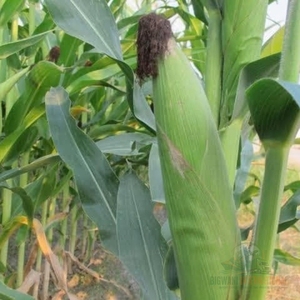 Silage de maïs jaune en gros pour l'élevage laitier, silage de maïs à haute énergie pour le bétail, alimentation en silage de maïs frais - Product Image 3