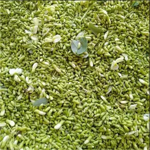 Capullo de Sophora Japonica Seco al por Mayor, Ingrediente Botánico Natural, Proveedor de Exportación a Granel de Vietnam - Product Image 5