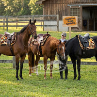 Tapis de selle équestre personnalisé pour chevaux – Dressage, saut d'obstacles, équitation western, compétition – OEM ODM