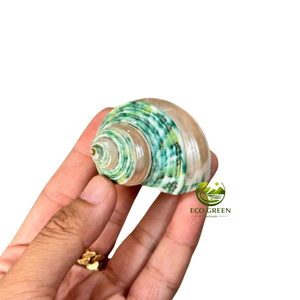 Coquillages turbo polies naturelles vertes, blanches et brunes pour la décoration d'aquariums, l'habitat des crabes ermites, l'artisanat côtier, vente en gros - Product Image 2