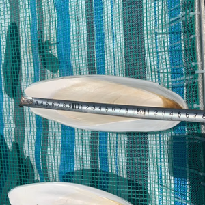 ผู้ส่งออกกระดูกปลาหมึกเวียดนาม ขนาด 4-6 นิ้ว บรรจุกล่อง 10 กก. แคลเซียมธรรมชาติสำหรับนกและสัตว์เลื้อยคลาน 14.1 - Product Image 1