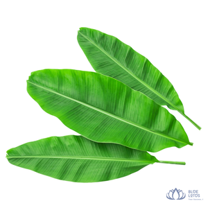 [VENTE CHAUDE] |   Feuilles de bananier congelées en vrac, feuilles vertes pour emballer et cuisiner les aliments, provenant de la ferme Blue Lotus - Product Image 1