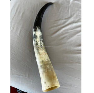 Cuernos largos de animales al por mayor para decoración occidental y reventa de tiendas de regalos - Product Image 6