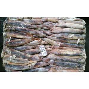 Calmar <span class=keywords><strong>Illex</strong></span> d'Argentine entier congelé de haute qualité, capture sauvage, 150-200g, pour appât de thon, matière première, calmar <span class=keywords><strong>Illex</strong></span> - Product Image 6