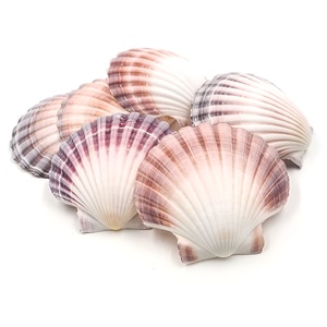 Conchas de vieira para manualidades, conchas marinas de gran calidad, conchas naturales de vieira al por mayor - Product Image 1