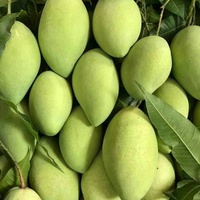 Groothandel 2026 Lage Prijs Verse Mango's uit Vietnam, Premium Kwaliteit Graad A, 12-16cm, 0.25kg