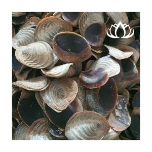 BEST SELLER Dried Murex Operculum Shells for Incense Craft and Aroma Release Creating Relaxing Space Premium Quality Safe Source - Product Image 4