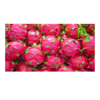 Hoogwaardige verse roze drakenvrucht, zoet, sappig, exotisch tropisch fruit, groothandelsleverancier voor retailers, importeurs en distributeurs