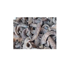 Cuerno Crudo Natural de Búfalo Pulido a Mano para Tazas, Joyería, Mangos de Cuchillos y Decoración - Product Image 4