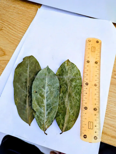 Thé de feuilles de corossol en sachet, prêt à l'emploi, pour la vente au détail et l'exportation, boîtes cadeaux en provenance du Vietnam - Product Image 4