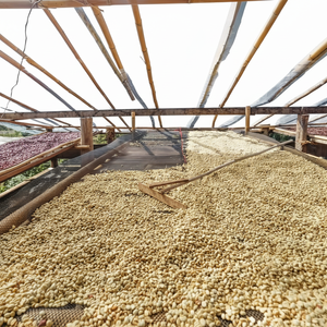 Meilleur prix pour les grains de café vert Robusta du Vietnam, traitement naturel, export en vrac directement de la ferme pour les fabricants de café - Product Image 6