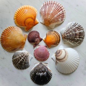 Conchas de vieira grandes y económicas, conchas marinas naturales para hacer manualidades - Product Image 3